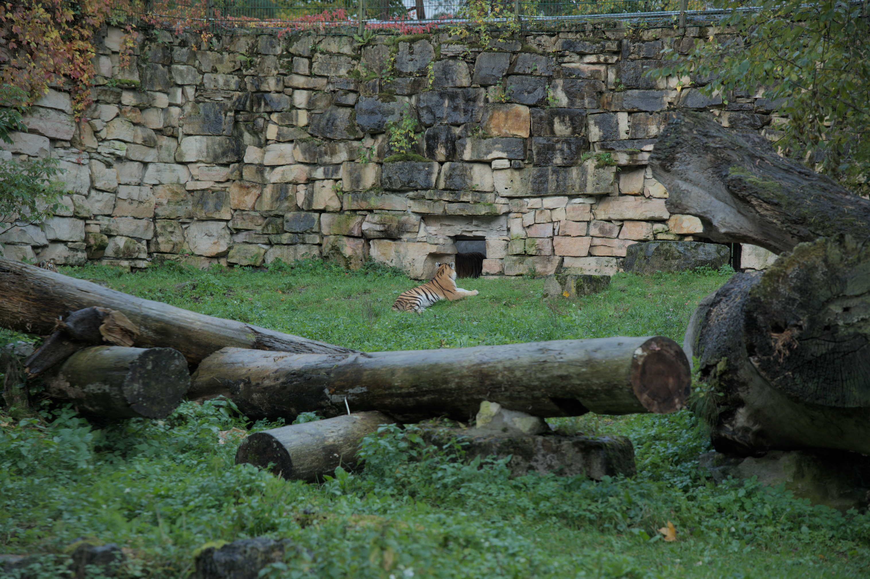 2025/10/12 - zoo/DSC_0116.jpg